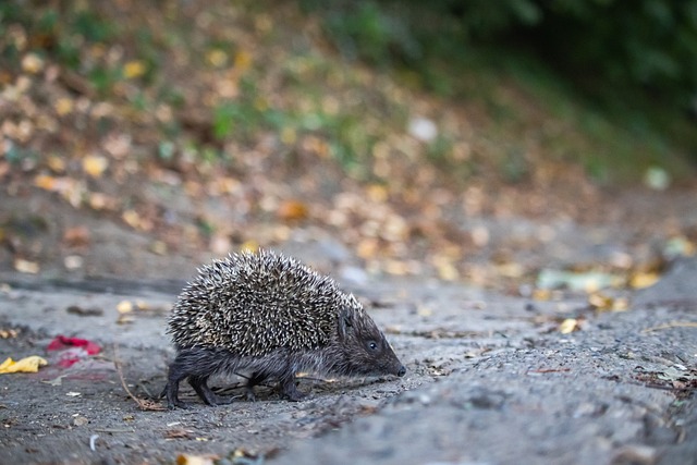 库尼亚赛后向老东家狼队球迷鼓掌致谢